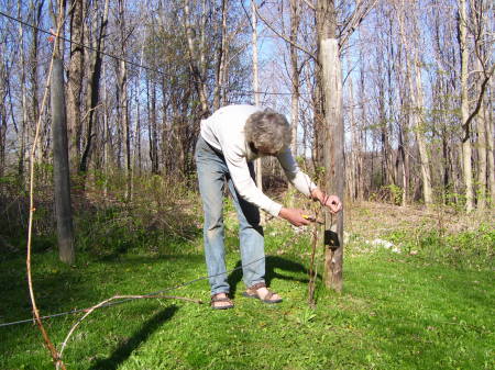 Tim trims his vines