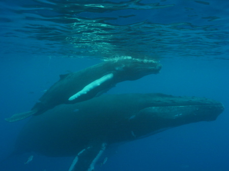 Mother and baby Humback Whale