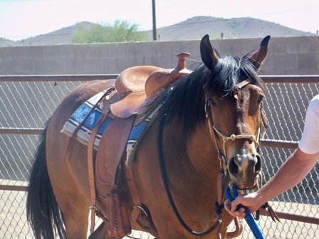 Randy Helm's album, Horses and horse training