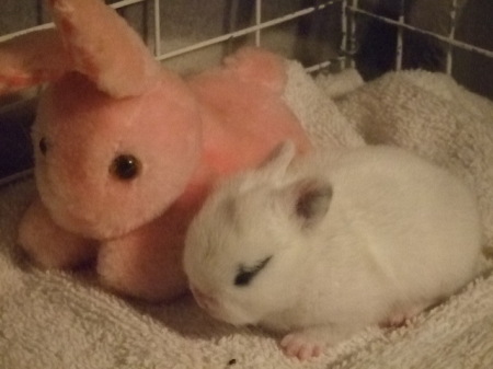 precious sleeping with mommy's pet bunny