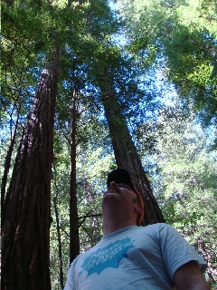 A walk through redwoods forest.