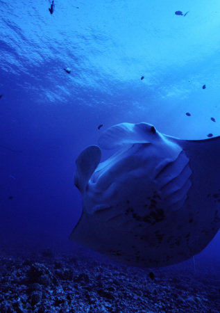 large manta ray off Molokini