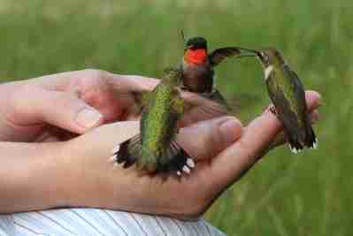 Hummers in hand