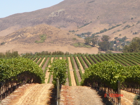 Central Coast Vineyards