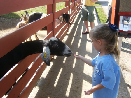 Feeding The Goats at Youngs 8/30/08