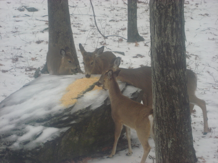 Hungry deer