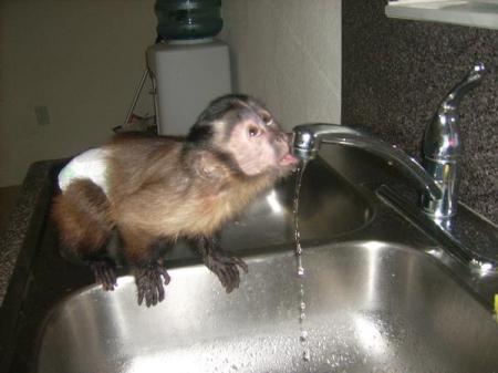 JASPER LOVES DRINKING FROM THE SINK!!