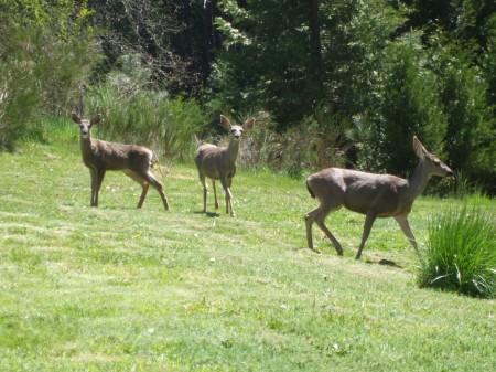 My Deer Friends