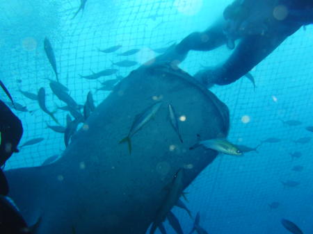 whale shark dive 015