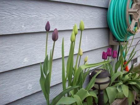 Tulips in front garden box