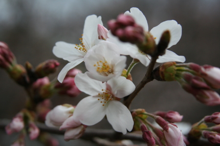 Cherry Blossoms Spring in Japan