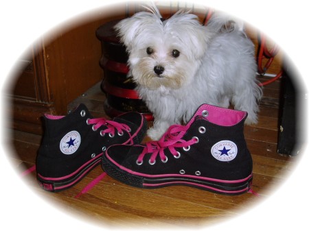 lil%20stinker%20&%20converse