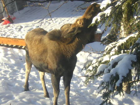 Moose eating spruce tree