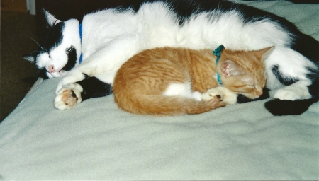 Picture of my cats