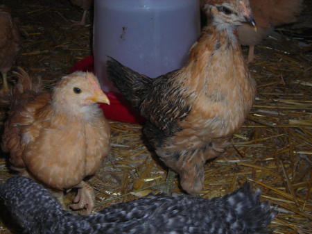 5 week old chickens