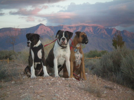 Max, Bailey and Lola