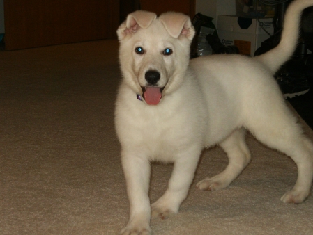 juno standing 1st night home