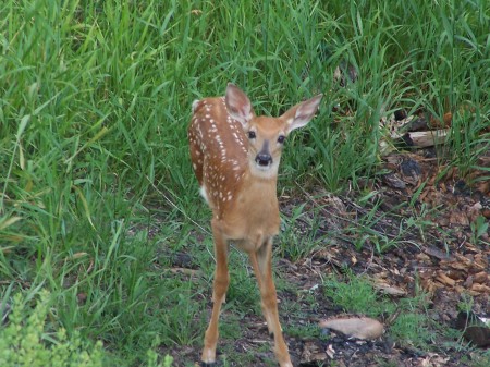 Fawn