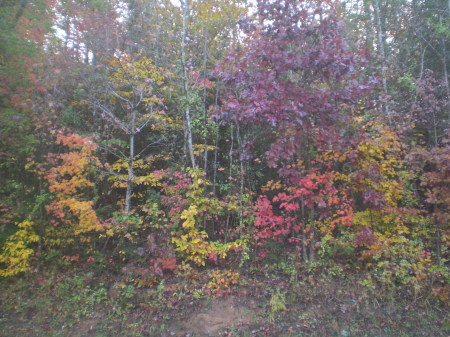 Our Fall colors.