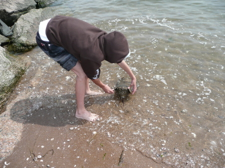 Horseshoe crabs