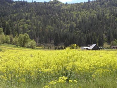 Scott Valley meadow