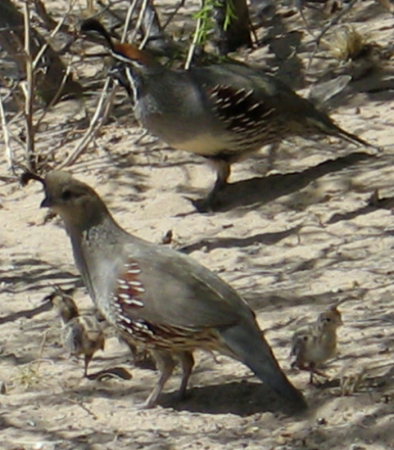 Gambel's quail family