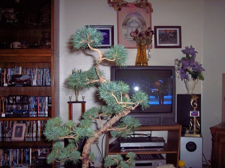 White Pine Bonsai