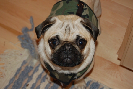 Mr. Zeke..our Pug