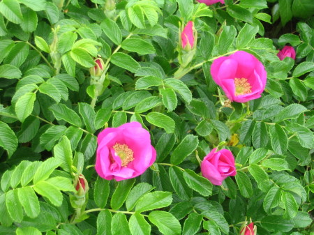 Rosa Rugosa