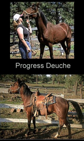 progress Deuche (Dutch)