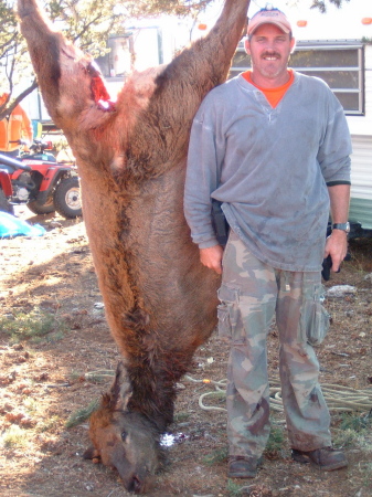 colorado elk