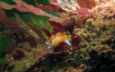 I love sea slugs