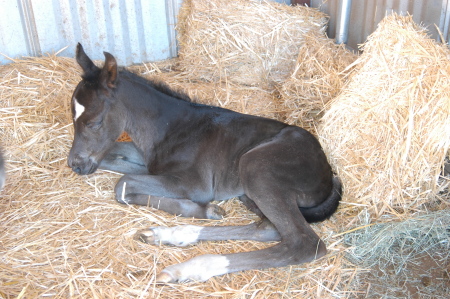 Luna, Revenge's filly by Bueno Chexinic