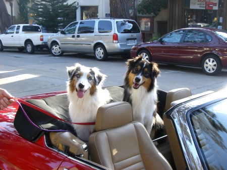 dogs in jag