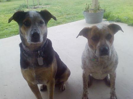 2 of our 3 dogs