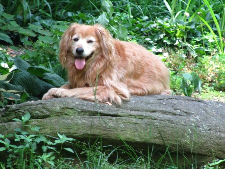 BENJI ON HIS FAVORITE ROCK