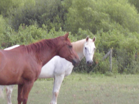 horses 2007 011