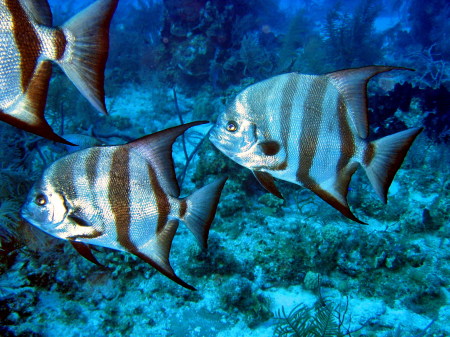 Atlantic spadefish