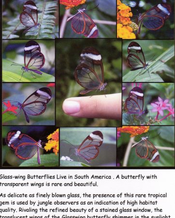 Glass Wing Butterflies