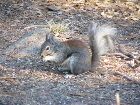 Fatty...this is one spoiled squirrel