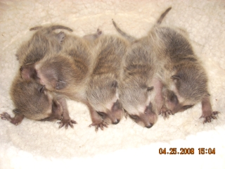 Baby Raccoons.