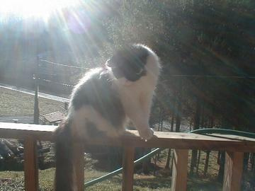 Sunshine Kitty