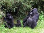 gorilla family