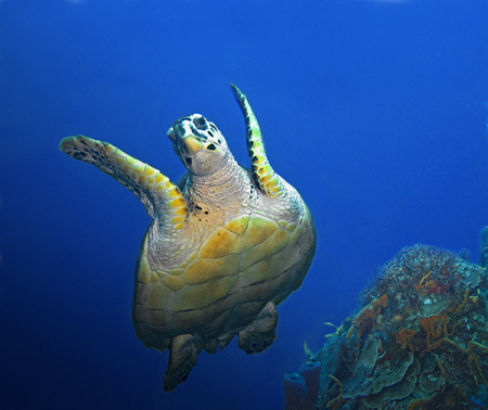 Diving in Cozumel, Mexico 2010