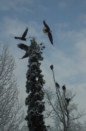 Bald Eagle Neighbor