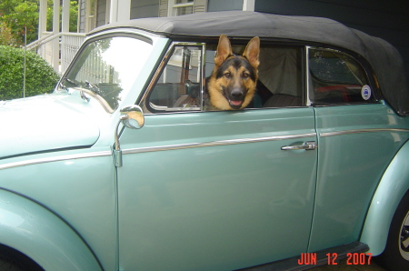 My german dog in my german car