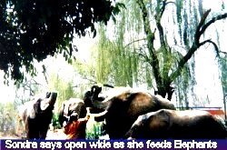 sondra-feeds-elephant