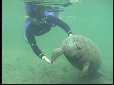 Swimming with manatee2006