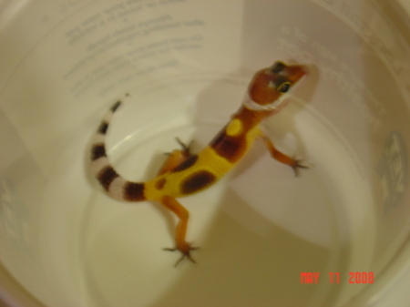 Izzy-my new leopard gecko