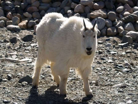 Grinning Goat